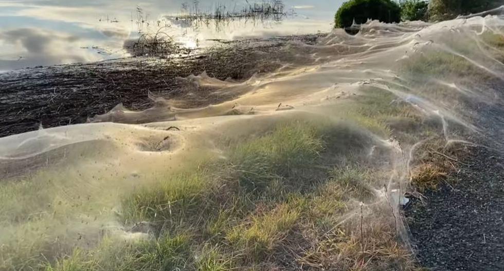 The huge cobwebs that covered a territory in Australia after a storm