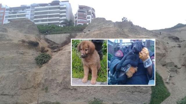 Barranco: dos perros cachorros fueron rescatados de acantilado - 1