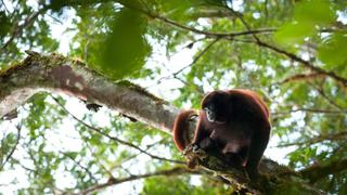 El mono choro de cola amarilla se aferra a la vida en los bosques nublados del Perú