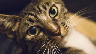Día del gato: las fotos más votadas de nuestros lectores
