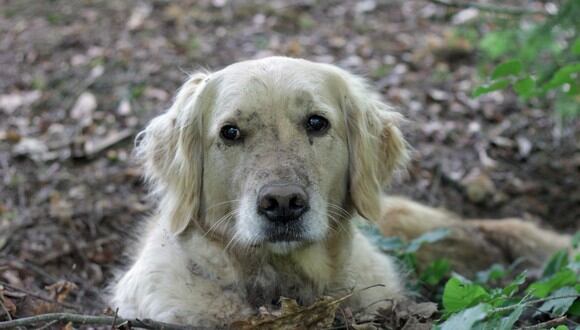 La causa más razonable por la que tu perro entierra su comida es para protegerla de otros. (Foto: Pauline | Flickr)