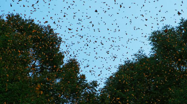 Colonias naturales: Conoce el Santuario de la Mariposa Monarca - 5