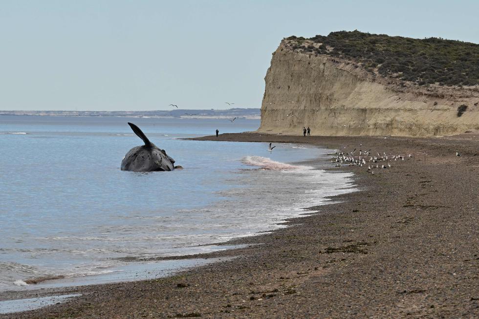 Una ballena franca austral (Eubalaena australis) muerta yace en el agua en la orilla de la playa Casino en Puerto Madryn, provincia de Chubut, Argentina. (Pablo PORCIUNCULA / AFP)