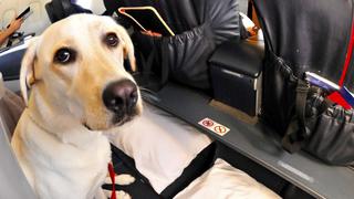 American Airlines prohibirá que algunas mascotas viajen en cabina