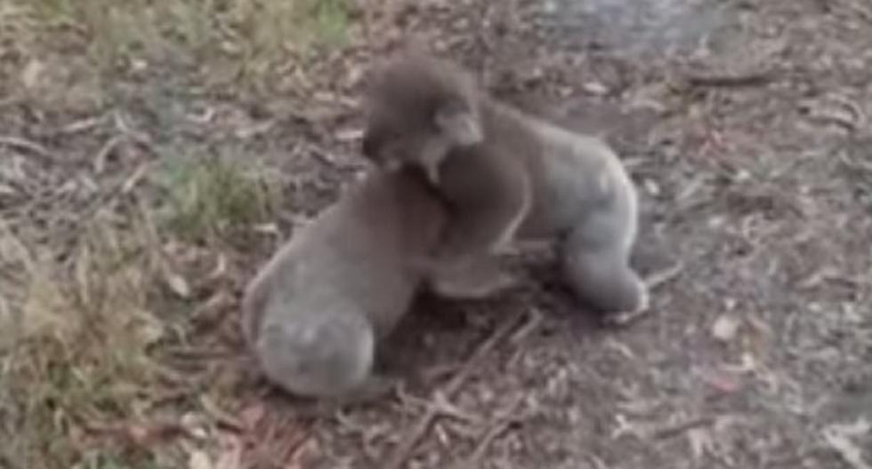 Estos dos koalas saben pelear al estilo de la WWE. (Foto: Captura)