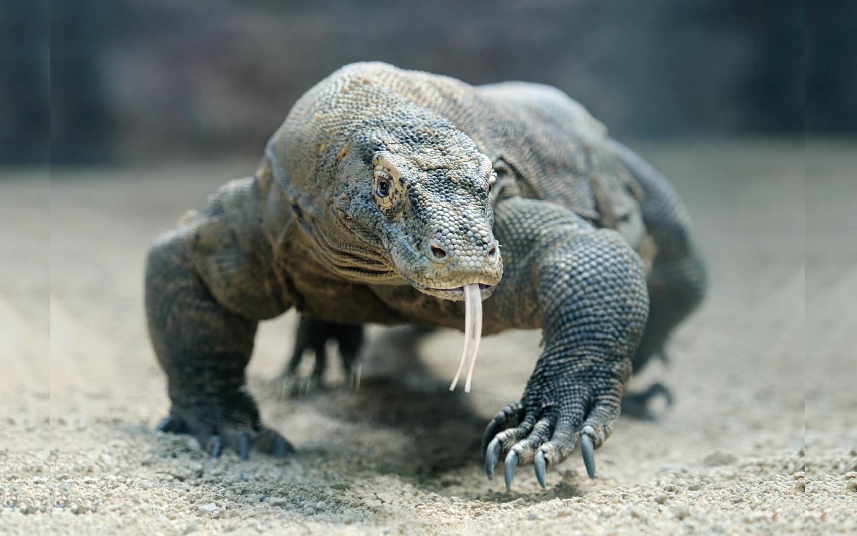 Dragón de Komodo. (Foto: Shutterstock)