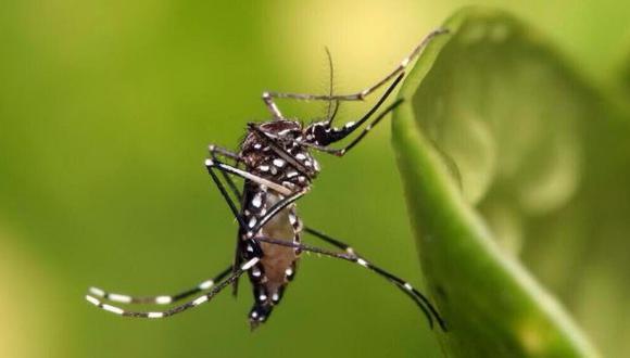 Fiebre chikungunya: ¿En qué consiste el tratamiento?
