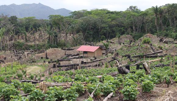 Al ingreso del Amboró, en la comunidad Nuevo Surutú, se talaron los árboles para implementar terrenos de cultivos. Foto: Iván Paredes