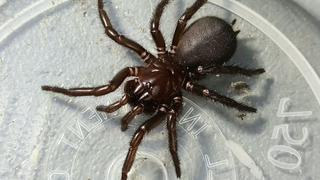 A la caza de una de las arañas más venenosas del mundo
