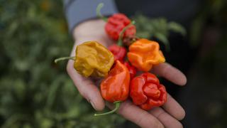 ¿Sabías que los pimientos más picantes del mundo se cultivan bajo la nieve en Serbia?