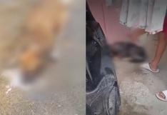 Mataron a más de 20 perritos en Chiclayo: les lanzaron comida con veneno y vidrio molido | VIDEO
