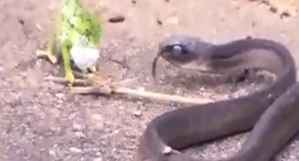 Grabaron la pelea entre una serpiente y un camaleón. (Foto: YouTube)