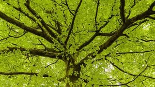 Investigadores construyen un “árbol artificial” para generar energía y calor en los hogares
