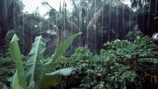 Senamhi: lluvias intensas se registrarán hoy lunes en 44 provincias de la selva de ocho regiones del país