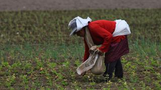 Midagri anuncia financiamiento de 238 planes de negocio para la agricultura familiar