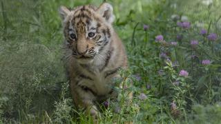 China admitió que permite el tráfico de la piel de tigre