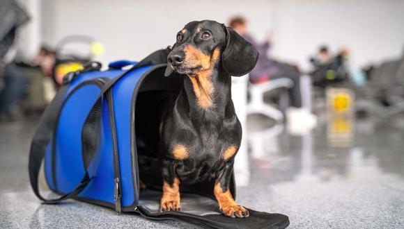La empresa peruana Petwings, partner de Club WUF, ofrece el servicio de asesoramiento de viajes con mascotas. (Foto: Shutterstock)