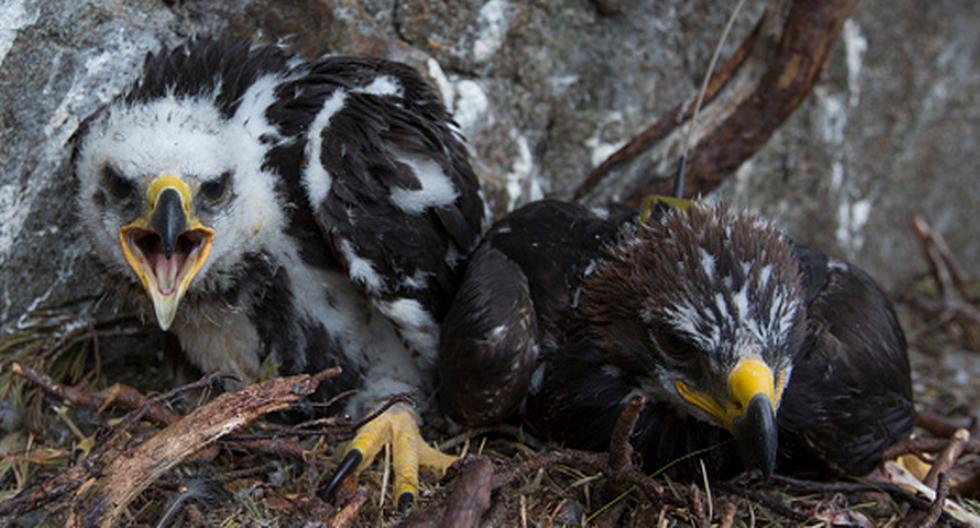 Tiranía Sinewi Tarjeta postal Las parejas de pájaros se reparten las tareas para poder defender el nido |  EPIC | PERU.COM