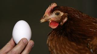 Investigadores japoneses desarrollan medicinas en huevos de gallina