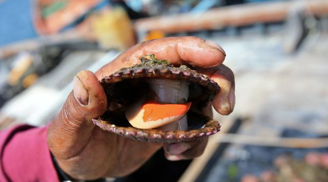 Fotos: Conchas de abanico 'sembradas' en Paracas se multiplican - 6