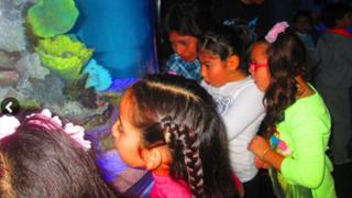 Huachipa: el martes 26 inauguran el acuario más grande del Perú