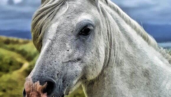 Un caballo captó la atención de los usuarios de YouTube. (Pixabay)