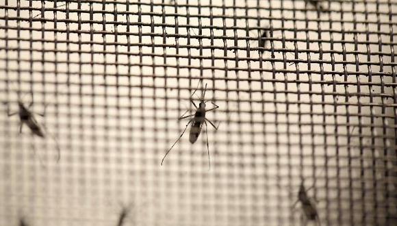 Florida destina US$ 25 mlls. para crear vacuna contra el zika