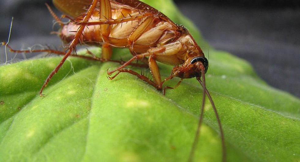 ¿Sabes por qué es tan difícil aplastar y matar a una cucaracha? (Foto: Pixabay.com)