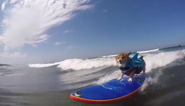 Miles de usuarios no dejan de comentar sobre el perro surfista. (YouTube: Viralhog)
