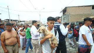Incendio en Villa El Salvador: perros afectados por el fuego reciben apoyo de veterinarios | FOTOS