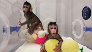 ONG ve clonación de monos como un “espectáculo de terror"