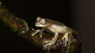 Ecuador: descubren rana de cristal en una reserva cercada por la minería | FOTOS