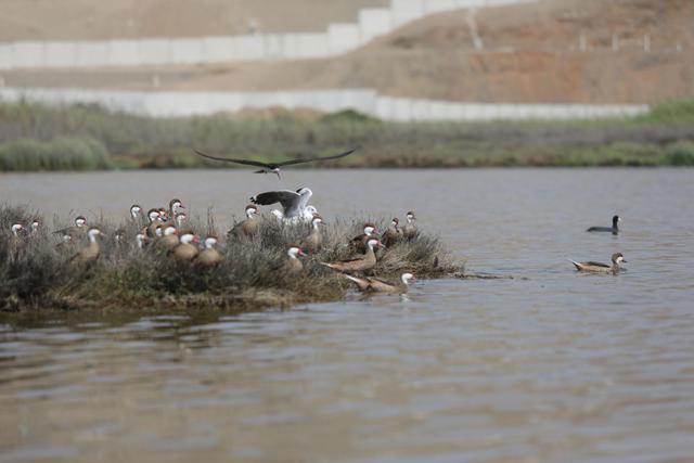 En esta área natural del Callao hay 125 especies de aves. El ecosistema está conformado por humedales y una laguna. (Foto: Anthony Niño de Guzmán)