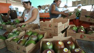 Mango superaría este año récord de US$ 260 millones en exportación, según ComexPerú