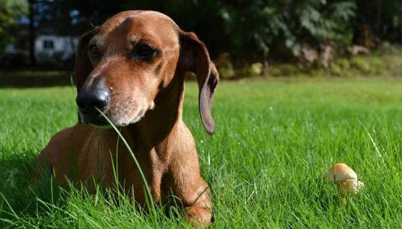 Facebook: Obie, el perro que logró perder 25 kilos de peso