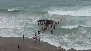 Voluntarios ecuatorianos liberaron a una ballena que estuvo varada 11 horas [VIDEO]