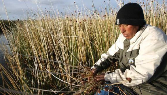 Lago Titicaca: pobladores exportarán totora a Holanda