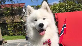 WUF: samoyedo escucha a Lady Gaga y no puede evitar ‘cantar’ como ella