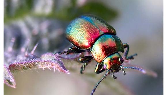 Crean robots escarabajos que pueden saltar y realizar tareas en espacios reducidos. (Foto: lotviral.net)