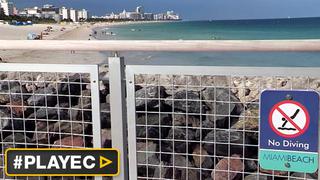 Migración de tiburones causa alarma en playas de Miami [VIDEO]
