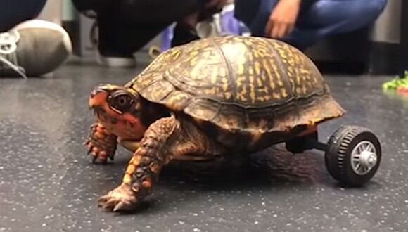 La tortuga sin patas traseras fue llevada a la Universidad del Estado de Louisiana (LSU) y allí tuvieron una ingeniosa idea para hacerla caminar. (Foto: captura YouTube)