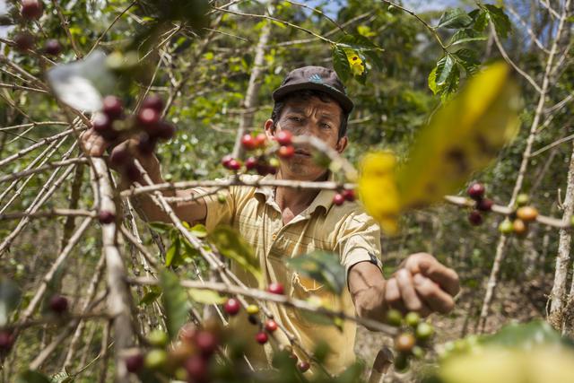 Aproximadamente 220 mil familias viven de la producción de café (Foto: Adrián Portugal/PNUD Perú).