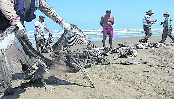 Hasta ahora la enfermedad ha sido detectada en el pelícano (Pelecanus thagus). Las autoridades sanitarias intensificarán la vigilancia epidemiológica en playas del litoral de Piura, Lambayeque y Lima donde se han presentado estos casos. (Foto Difusión)