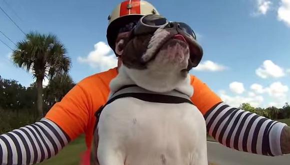 VIDEO: Bulldog en moto saluda a otro motociclista