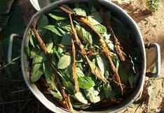 USA: prohíben a una iglesia utilizar ayahuasca en sus ceremonias