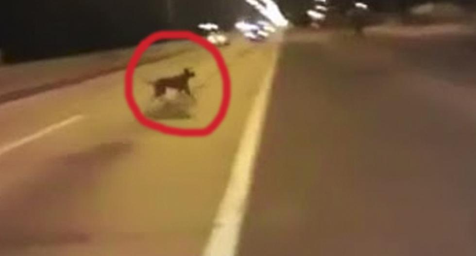 Este video de YouTube nos mostrará cómo un perro se teletransporta justo al momento en el que iba a ser atropellado por un carro. (Foto: captura)