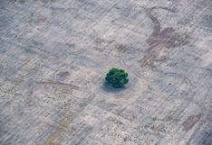 La deforestación aumentó en todo el planeta en 2020