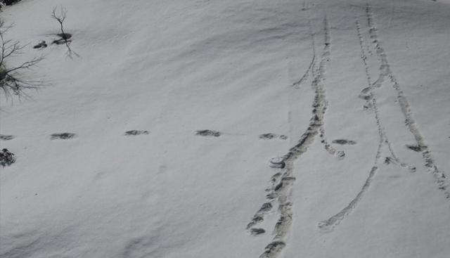 El Ejército de India afirmó en Twitter haber encontrado las "misteriosas huellas" del mítico Yeti, una supuesta bestia de gran tamaño que habitaría en las nieves de la cordillera del Himalaya. (Twitter)