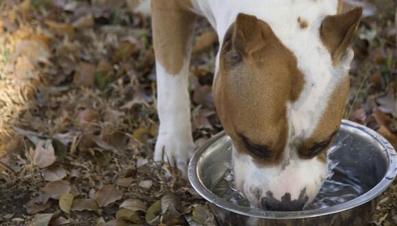 Un perro tomando agua de su tazón. | Imagen referencial: Pixabay