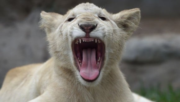¿Se imaginan tener tres leones de mascota? (Foto: AFP)